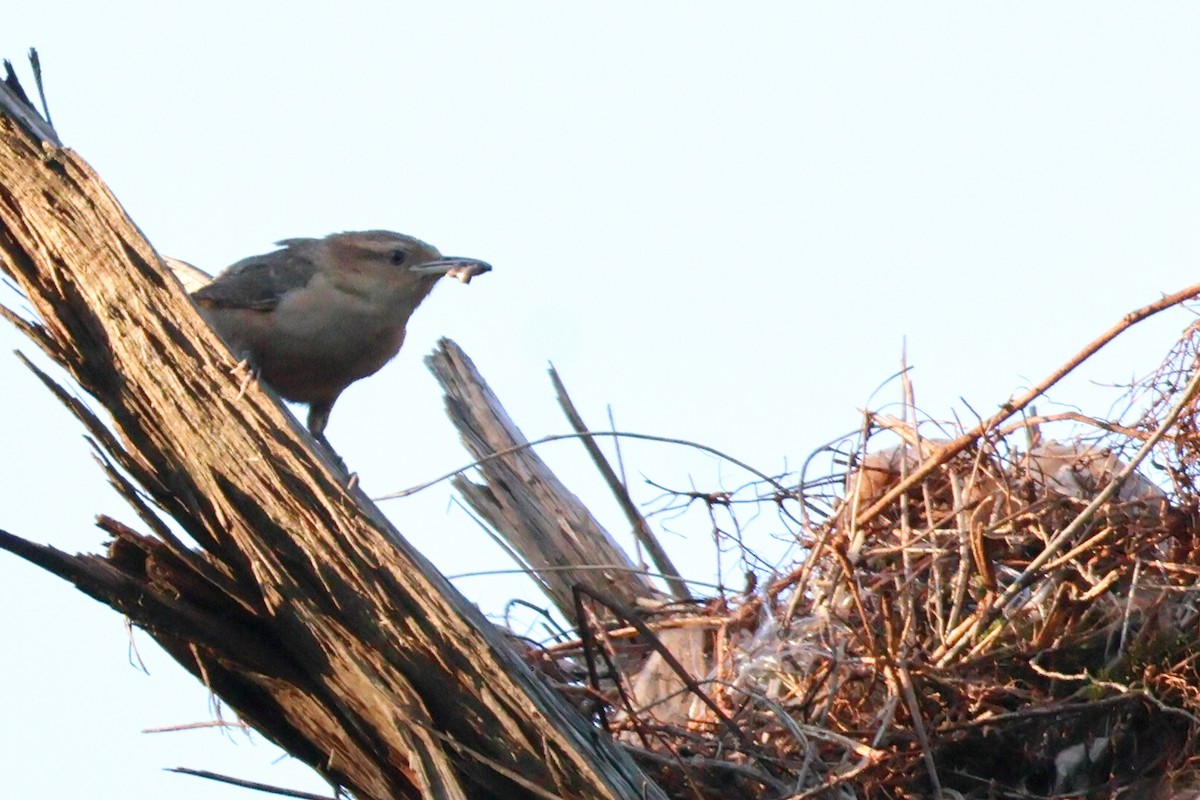 Thrush-like Wren - Sam Darmstadt