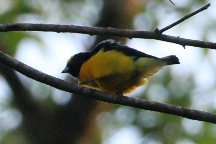 Purple-throated Euphonia - Sam Darmstadt