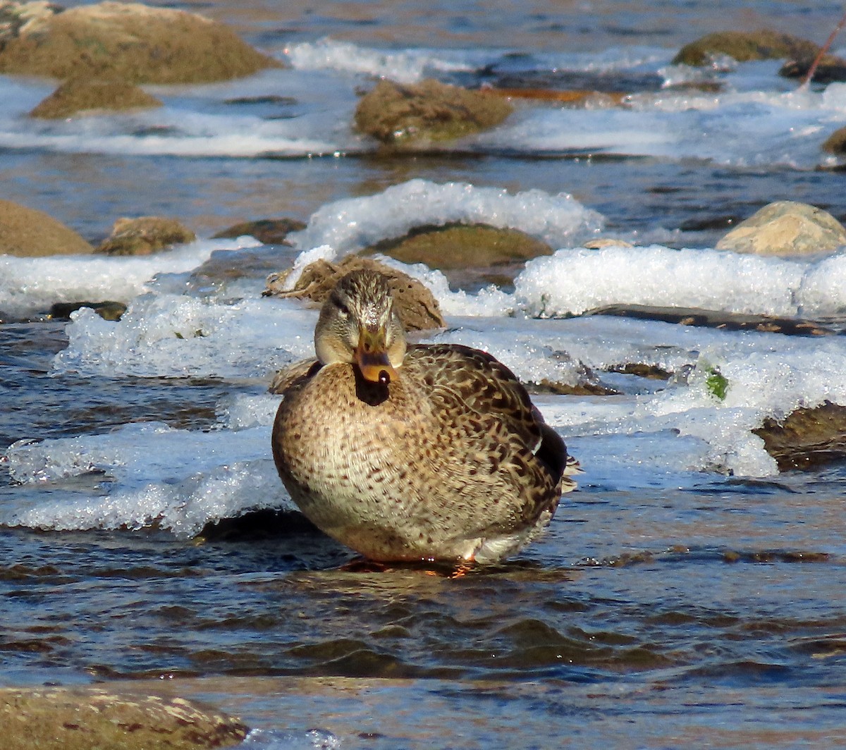 Mallard - JoAnn Potter Riggle 🦤