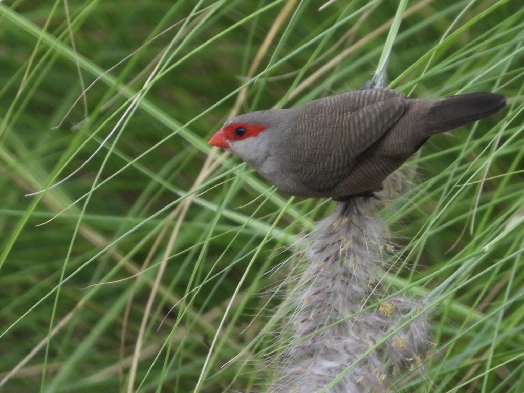 Common Waxbill - ML611705765