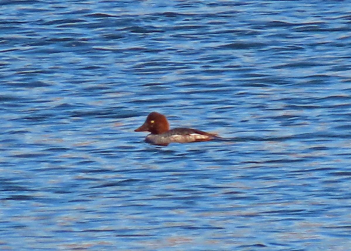 Common Goldeneye - ML611705767