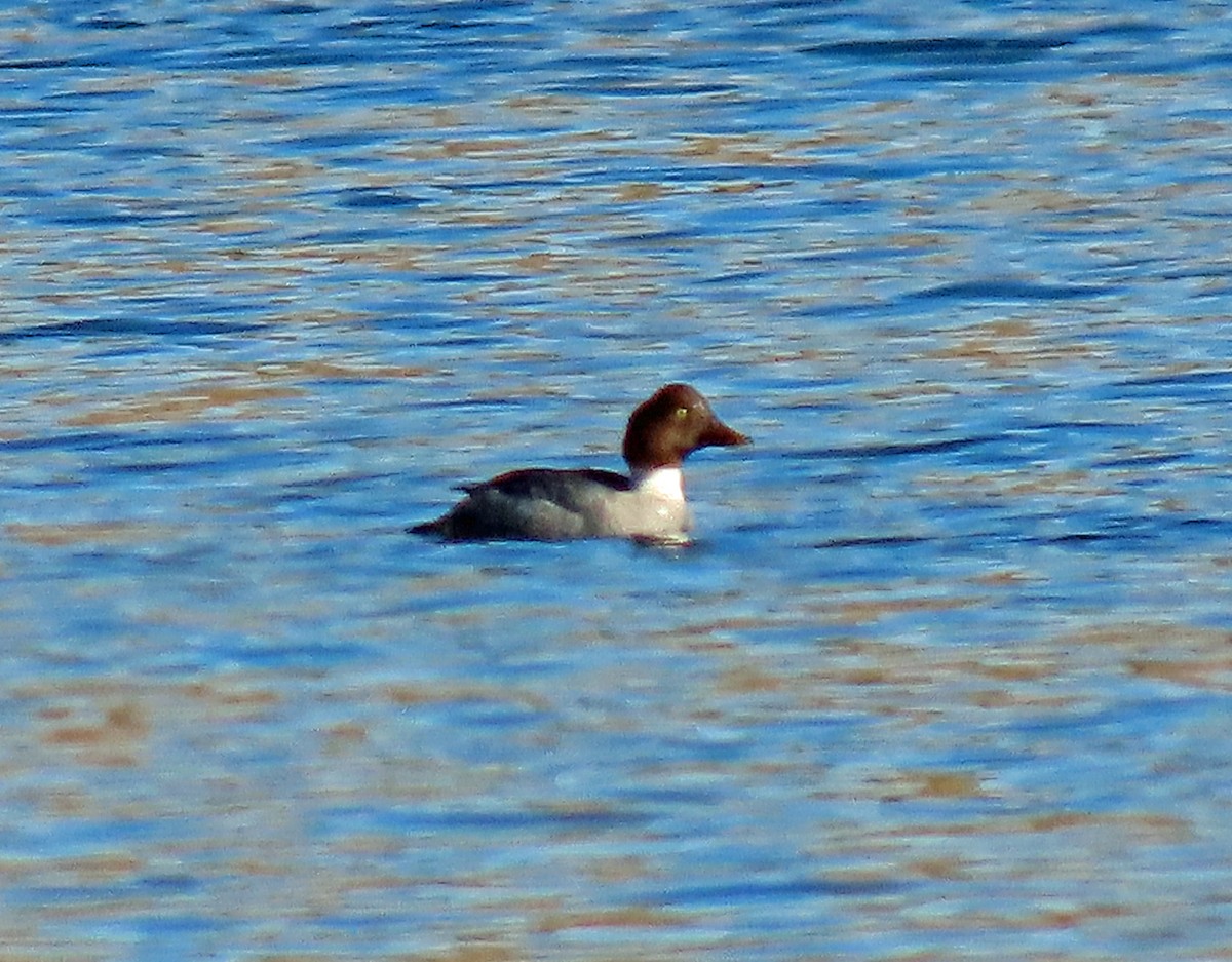 Common Goldeneye - ML611705768