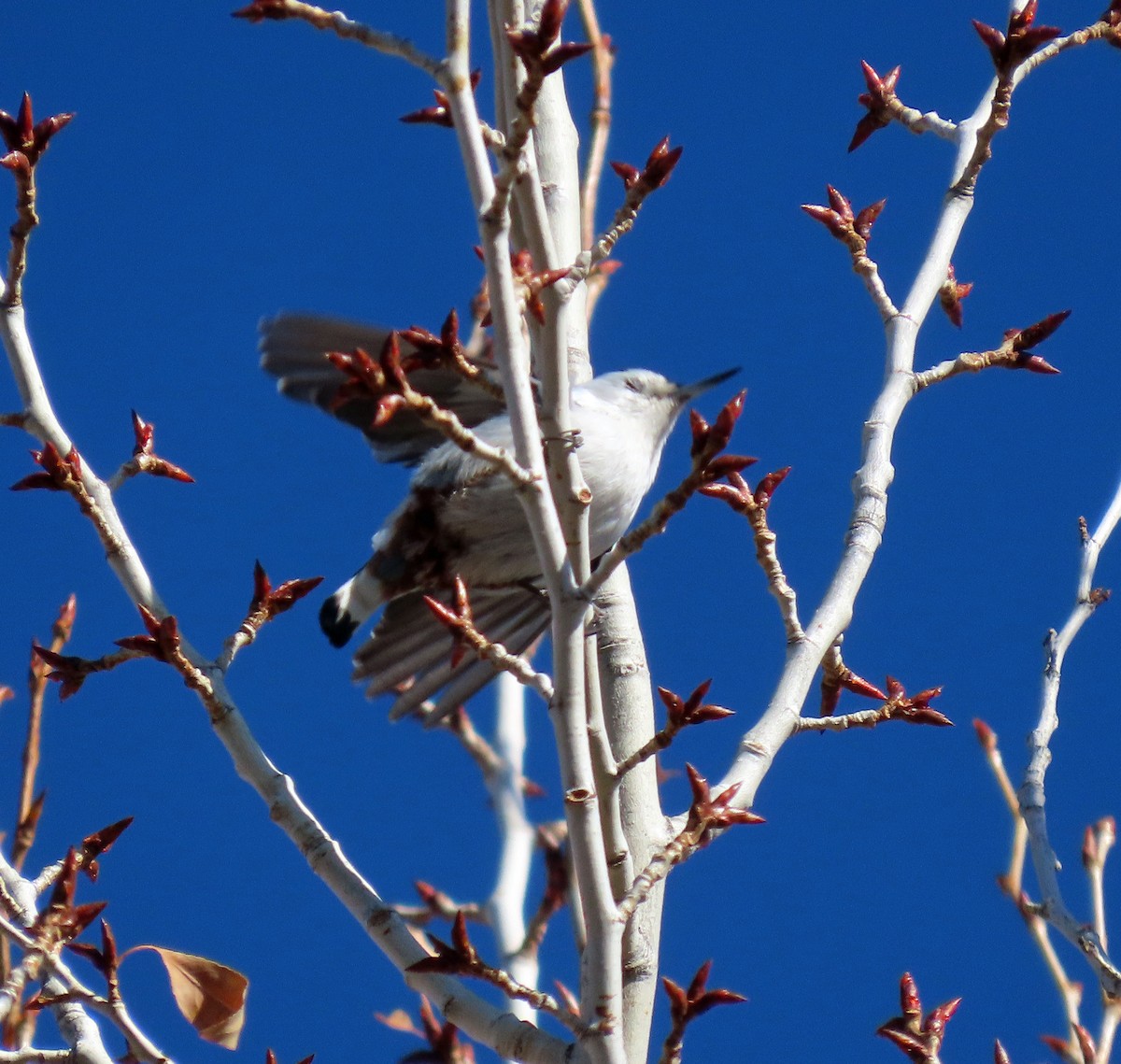 White-breasted Nuthatch - ML611705785