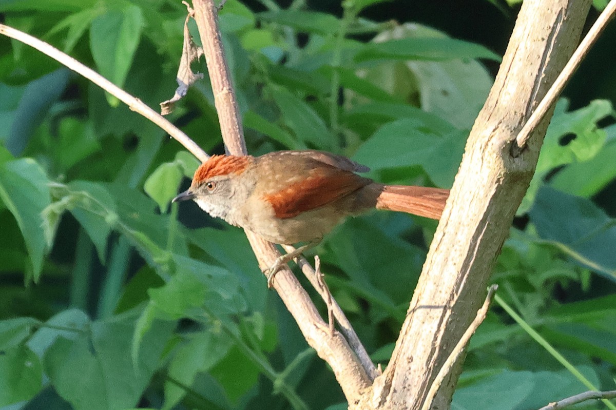 Sooty-fronted Spinetail - Sam Darmstadt