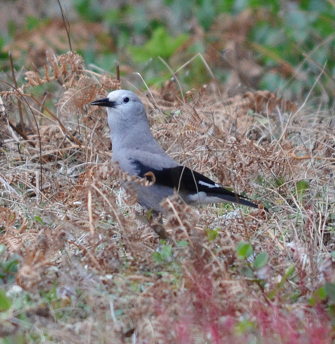 Clark's Nutcracker - ML611705912