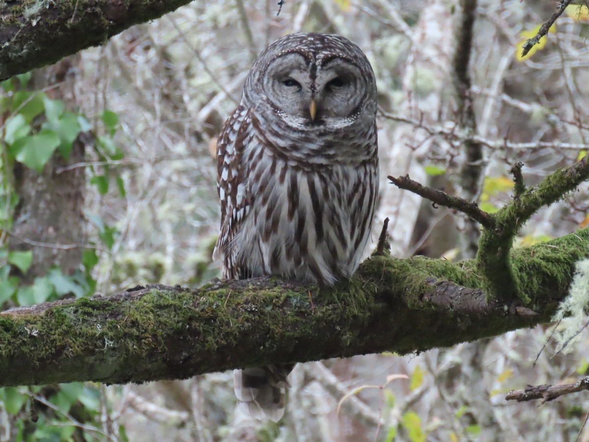 Barred Owl - ML611705913