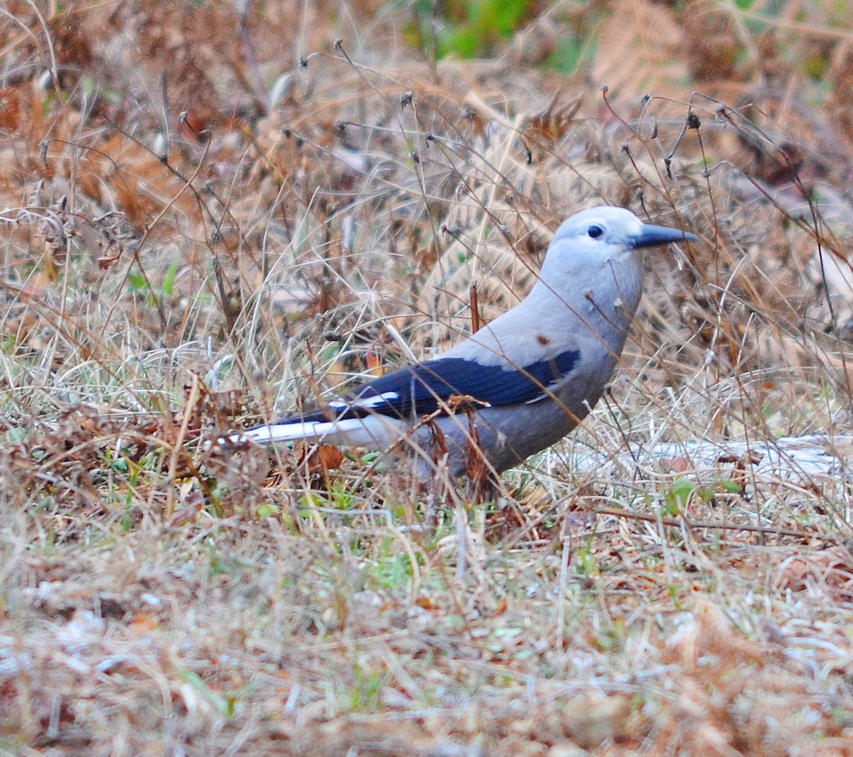 Clark's Nutcracker - ML611705917