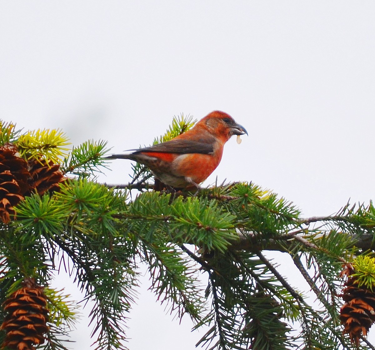 Red Crossbill - John Ritchie