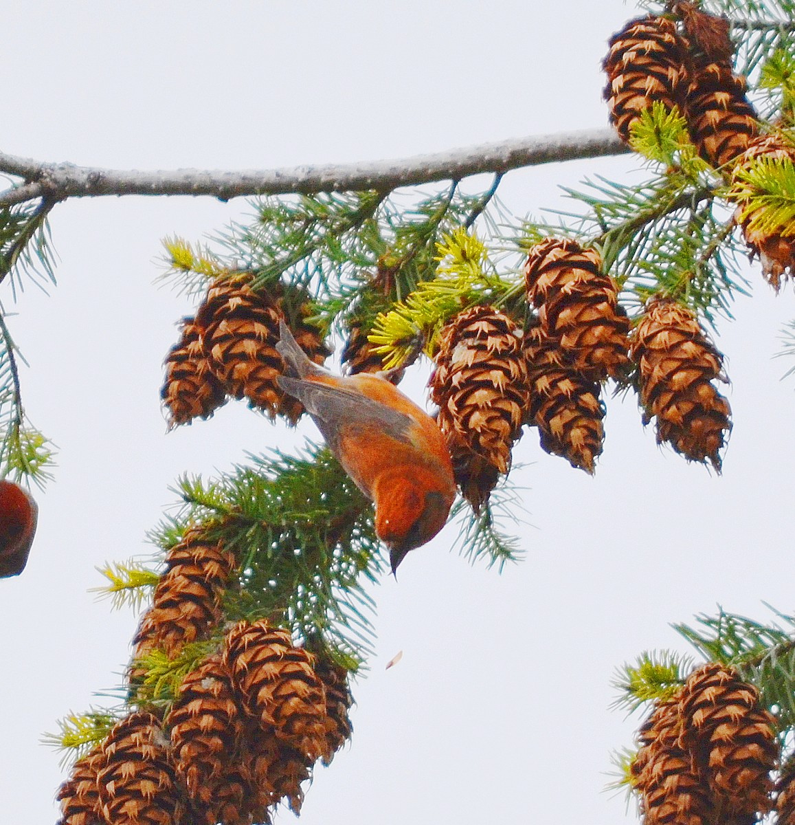 Red Crossbill - ML611705932