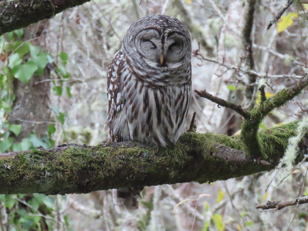 Barred Owl - ML611705933