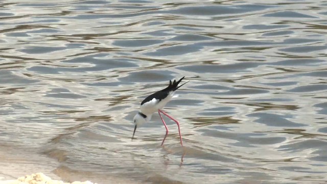 Pied Stilt - ML611705940