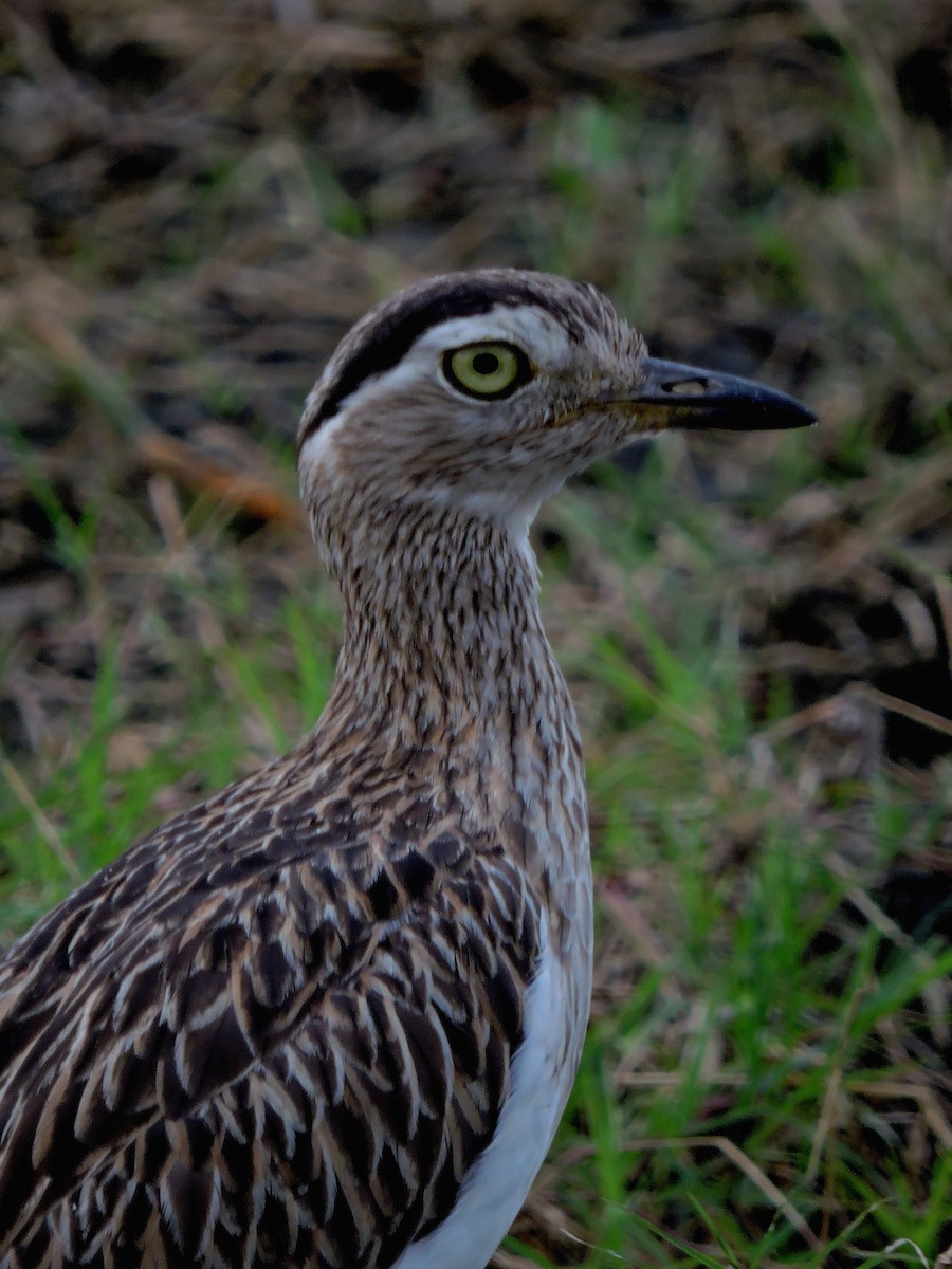 Double-striped Thick-knee - ML611705942