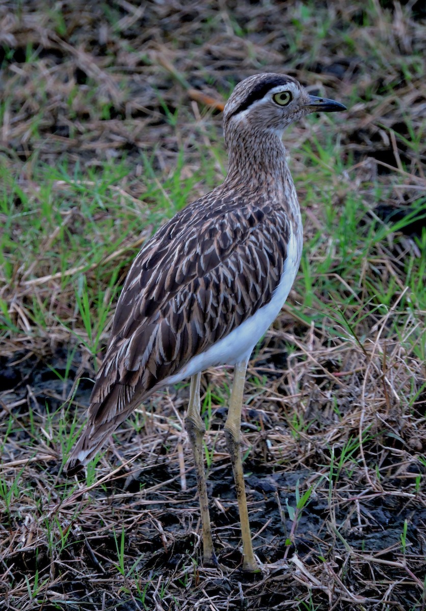 Double-striped Thick-knee - ML611705943