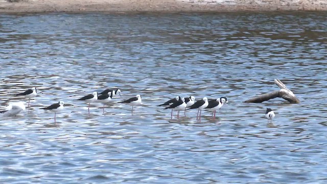 Pied Stilt - ML611705944