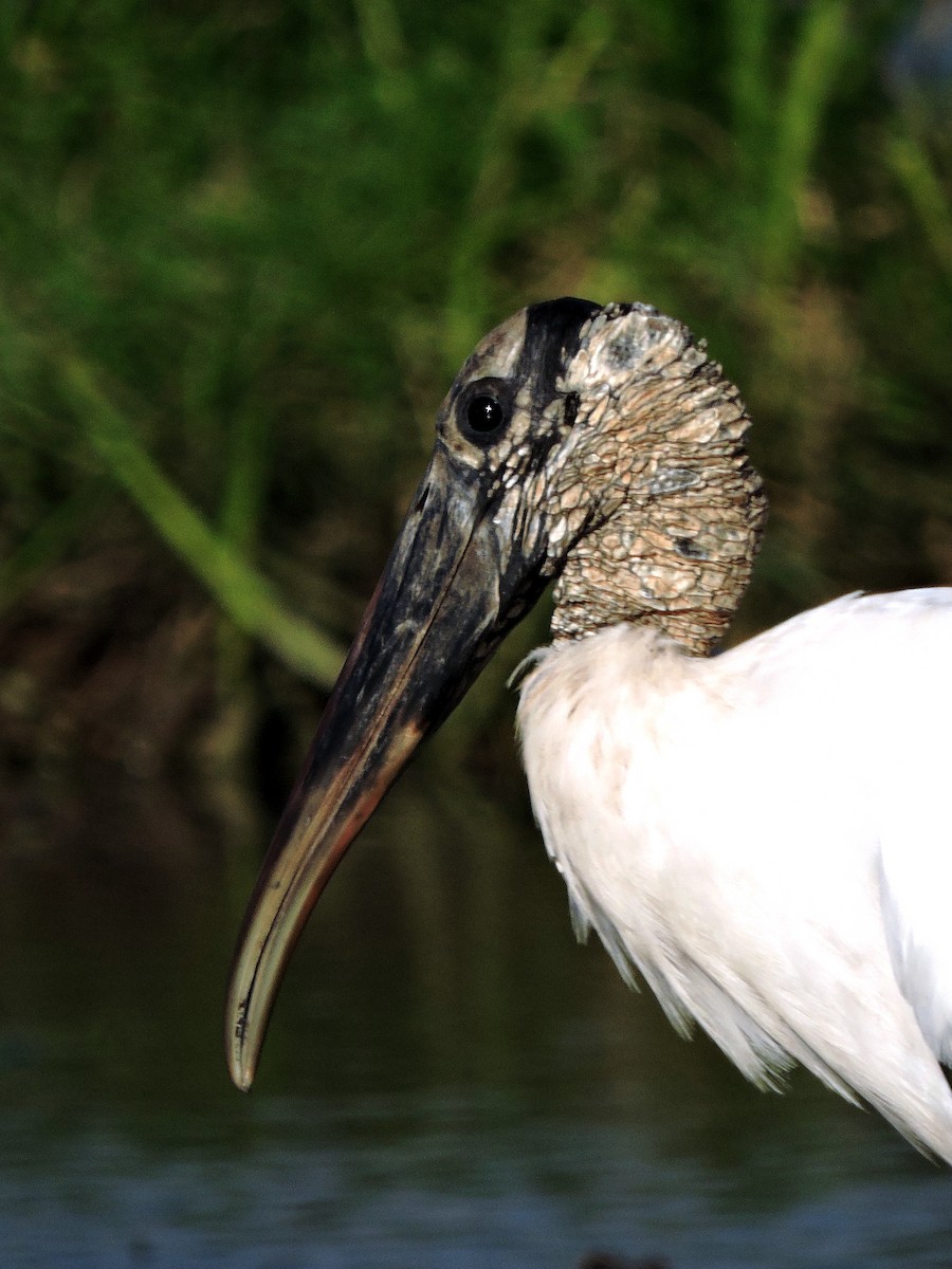 Wood Stork - Marvin frabricio Rivera González