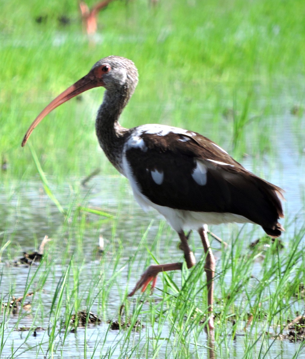 White Ibis - ML611706001