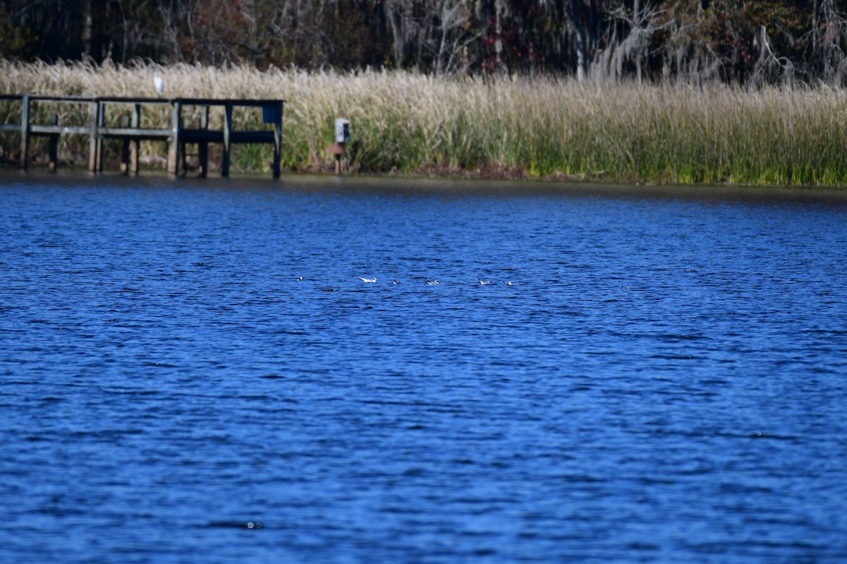 Forster's Tern - ML611706070