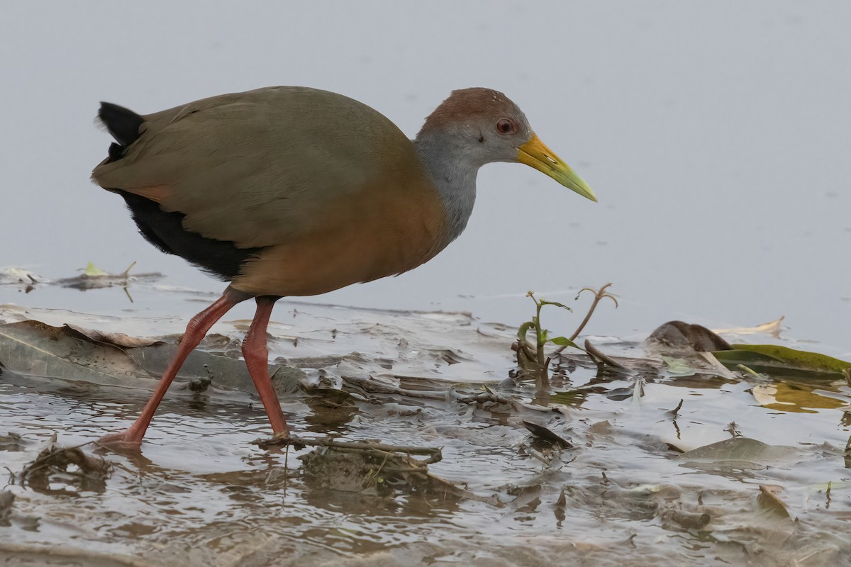 Russet-naped Wood-Rail - ML611706074