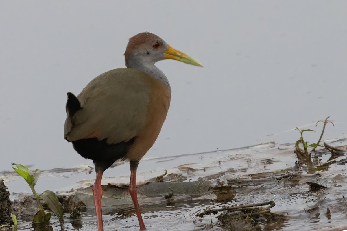 Russet-naped Wood-Rail - ML611706075