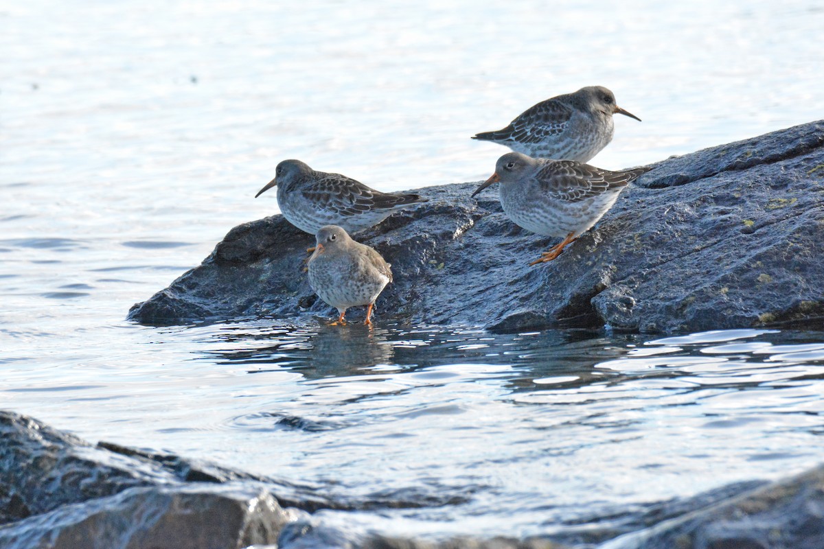 Purple Sandpiper - Michael J Good