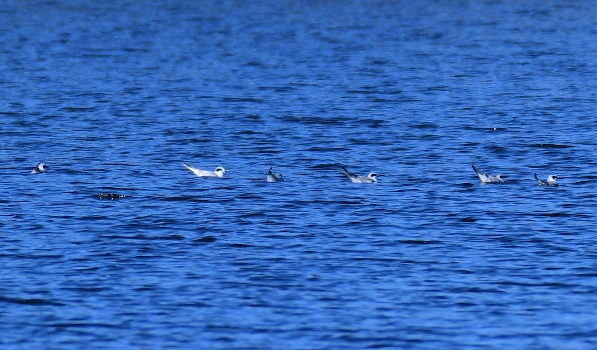 Forster's Tern - ML611706111