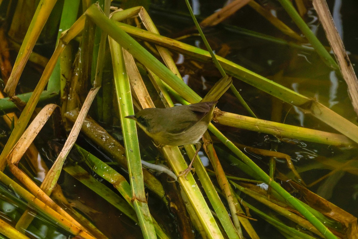 Common Yellowthroat - Ardell Winters