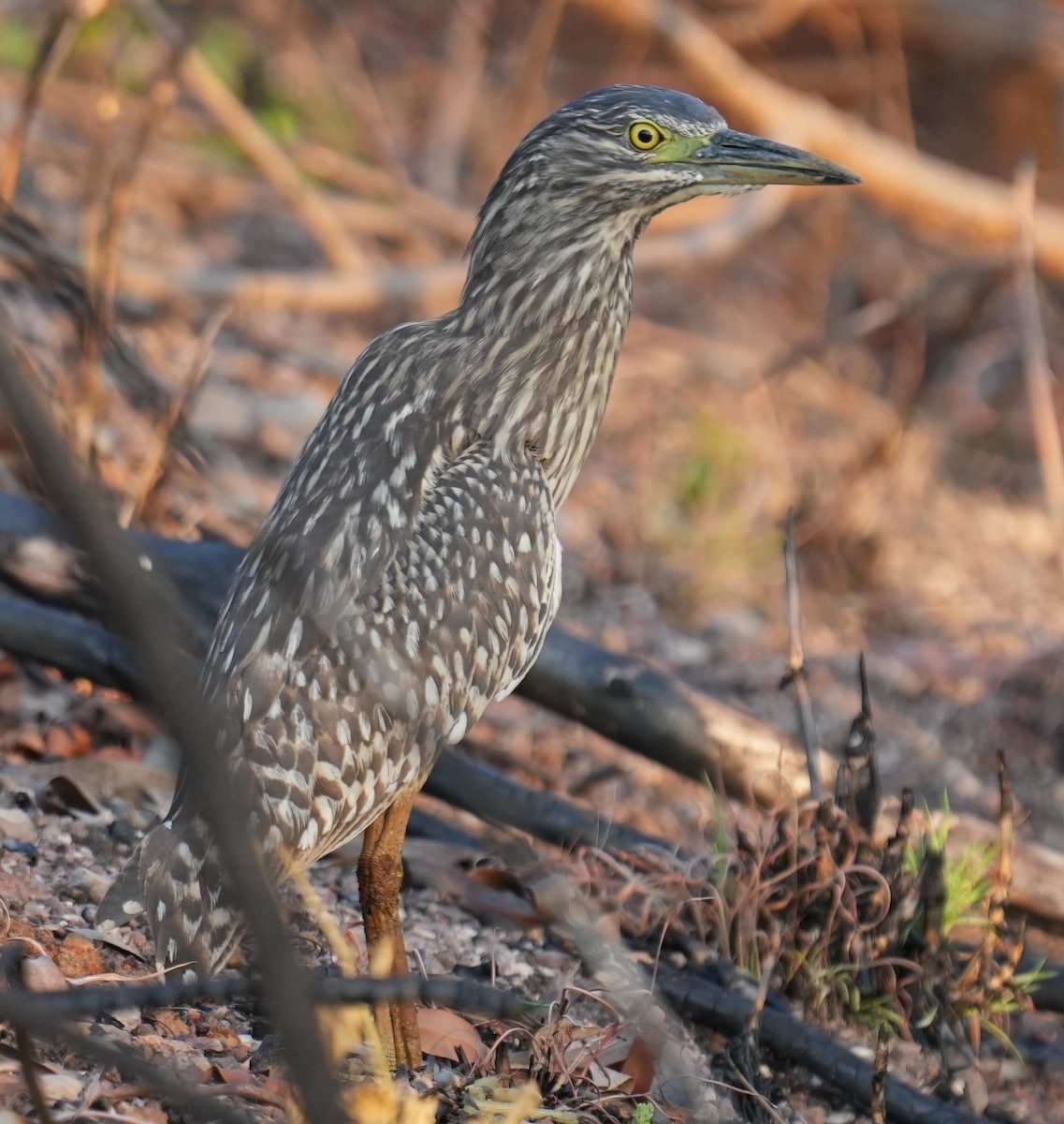 Nankeen Night Heron - ML611706278