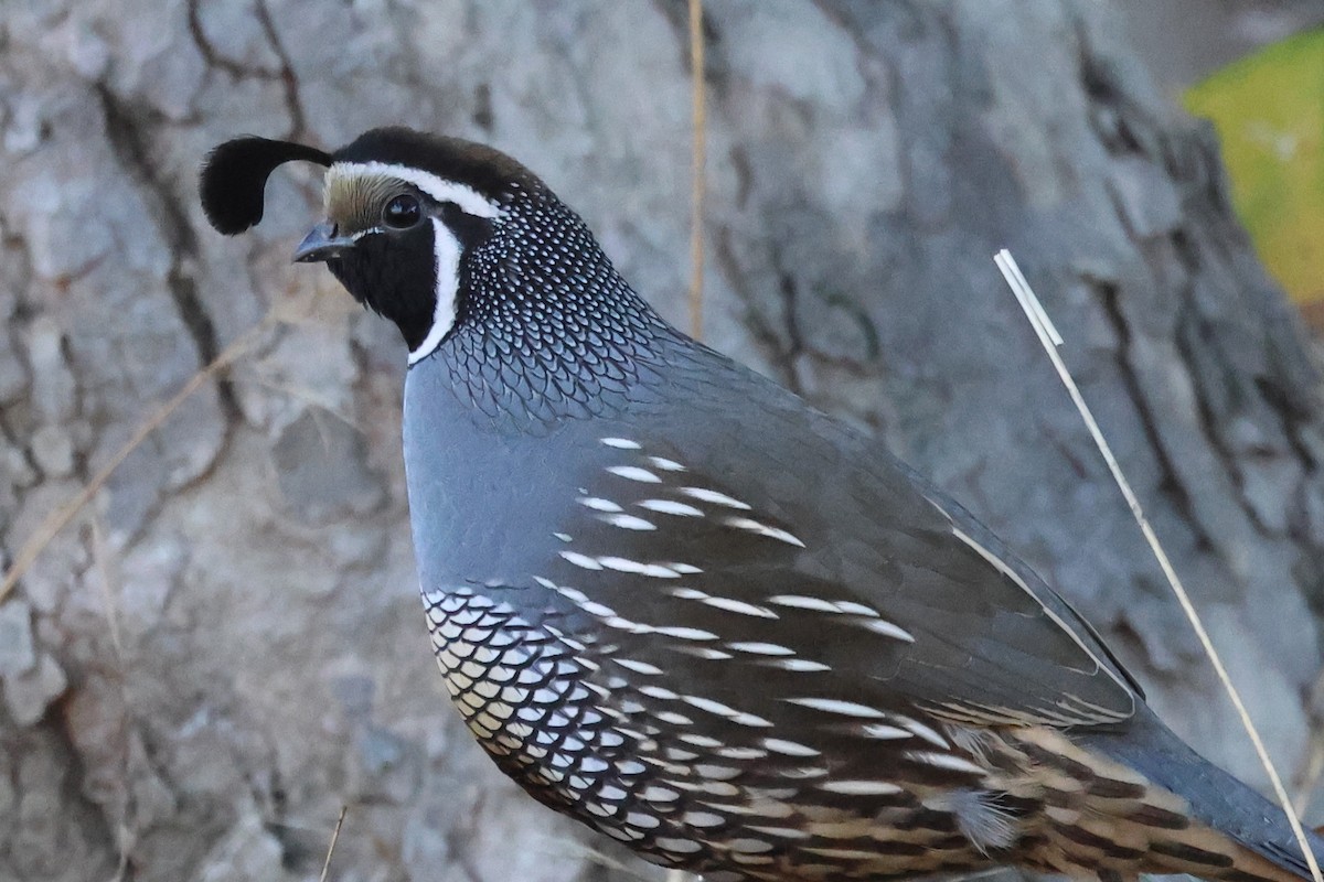 California Quail - ML611706300