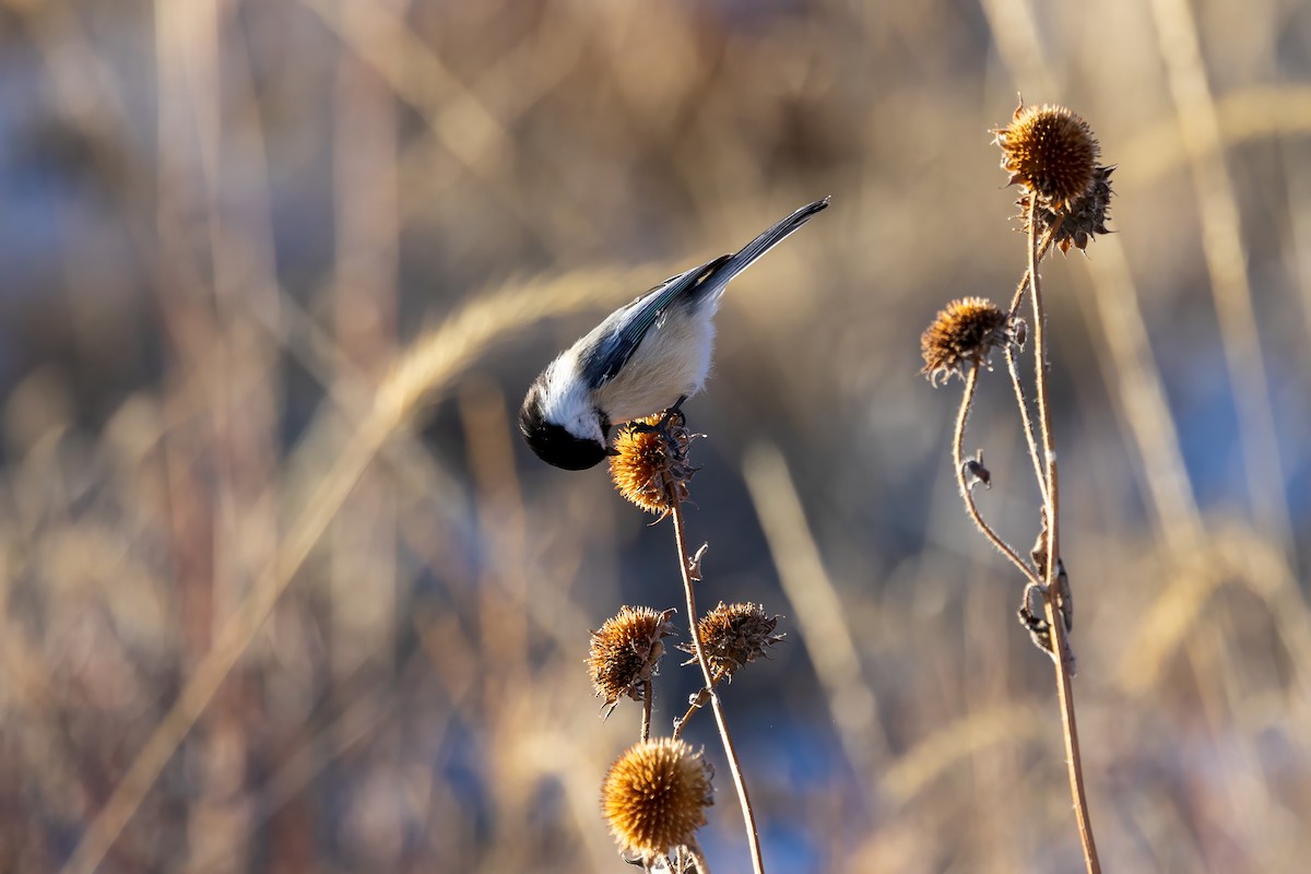 Black-capped Chickadee - ML611706329