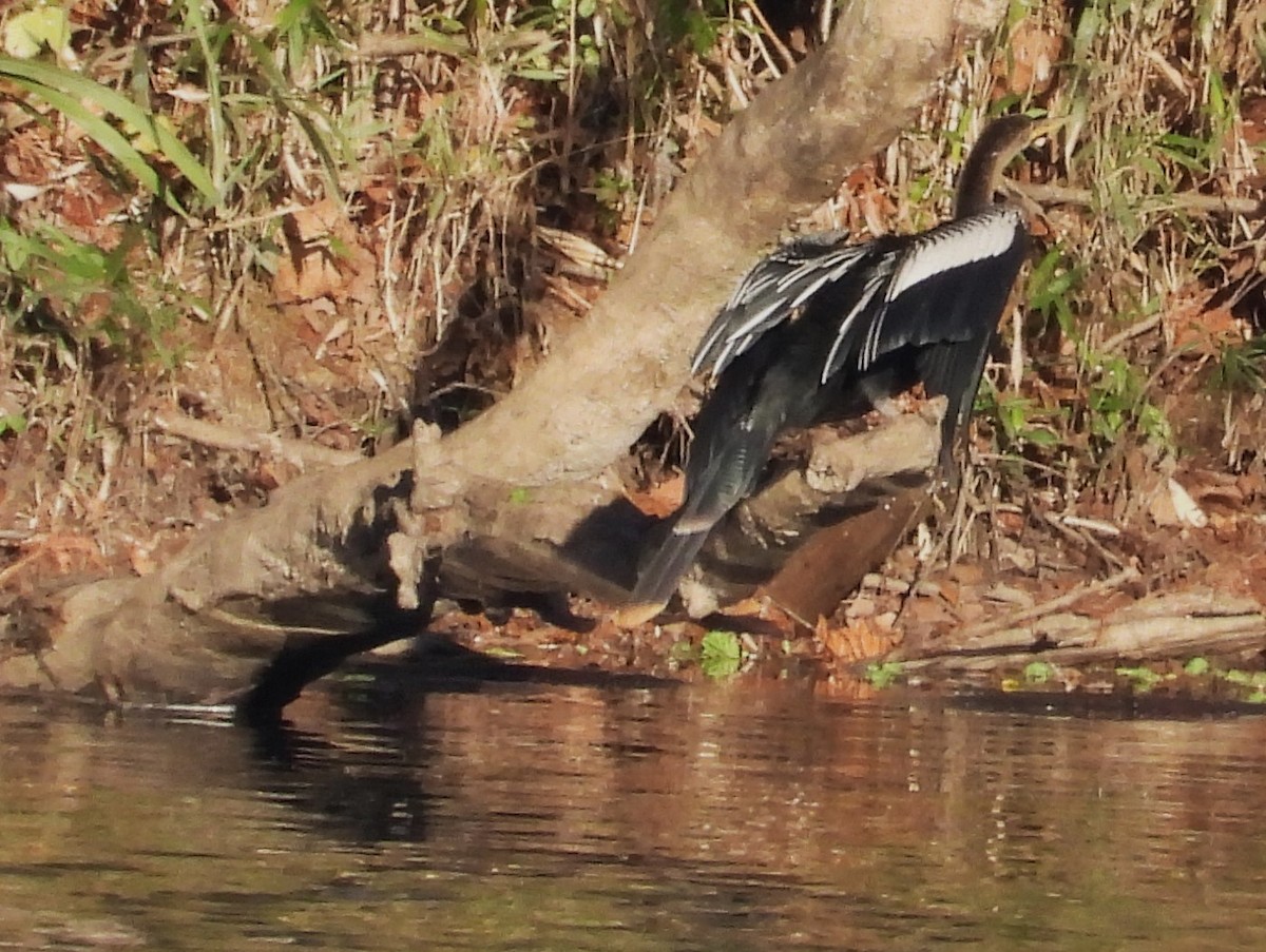 Amerika-Schlangenhalsvogel - ML611706342