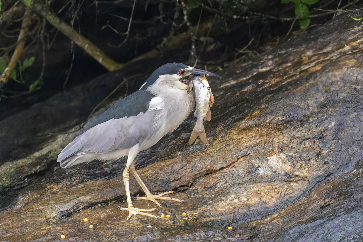 Black-crowned Night Heron - ML611706380