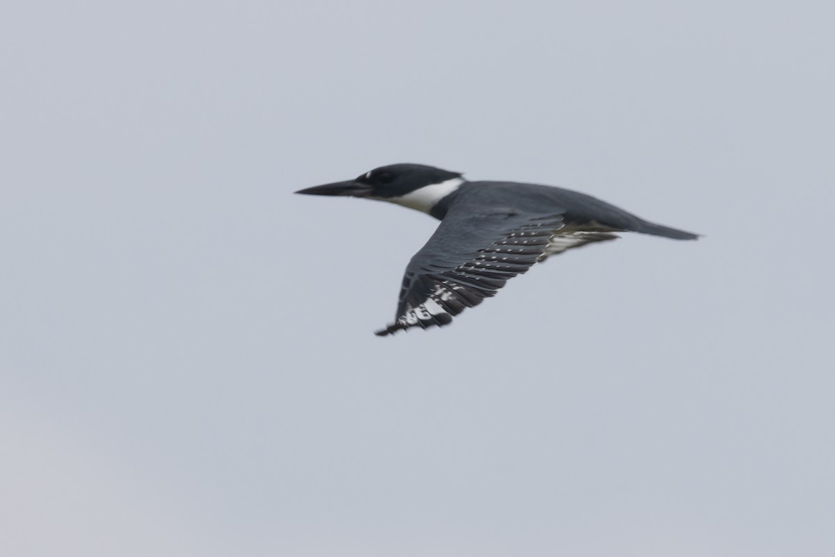 Belted Kingfisher - ML611706396