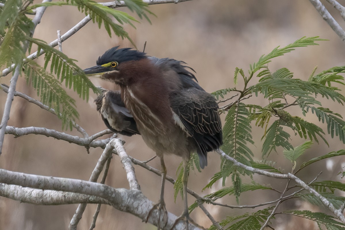 Green Heron - ML611706400