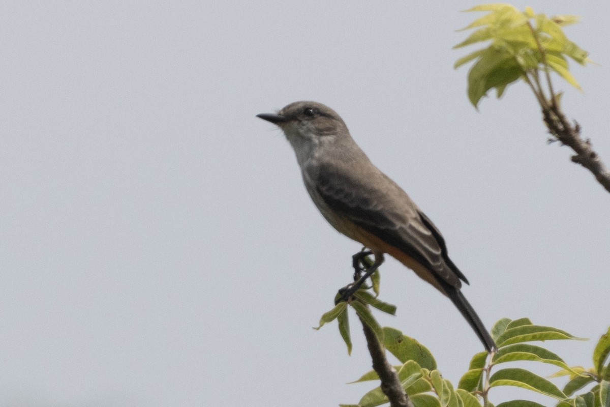 Vermilion Flycatcher - ML611706426