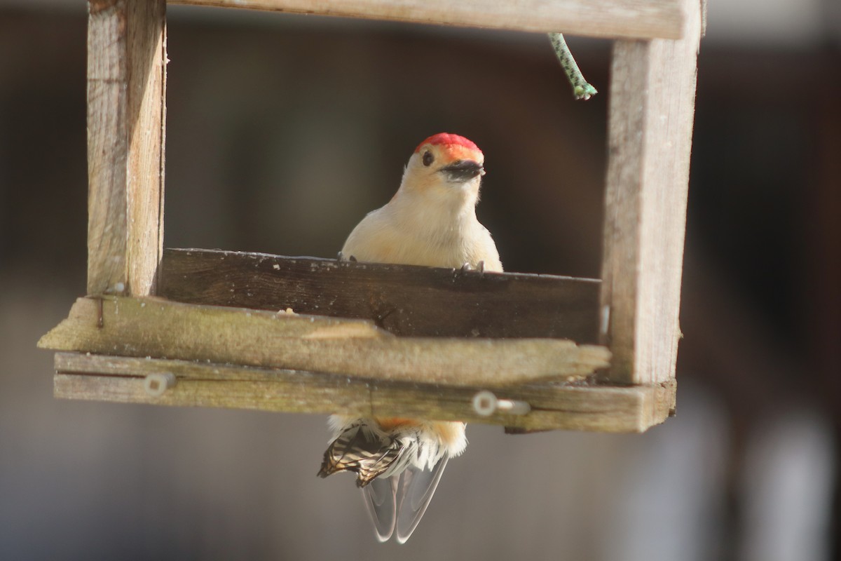 Red-bellied Woodpecker - ML611706444