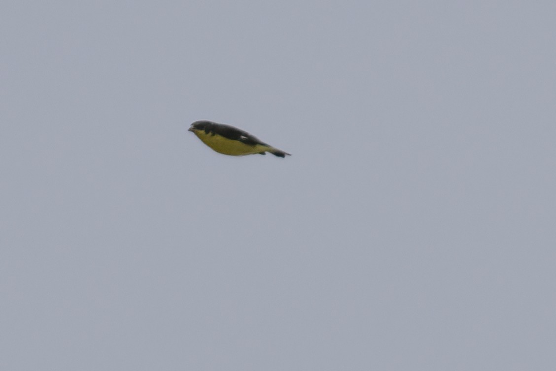 Lesser Goldfinch - ML611706464