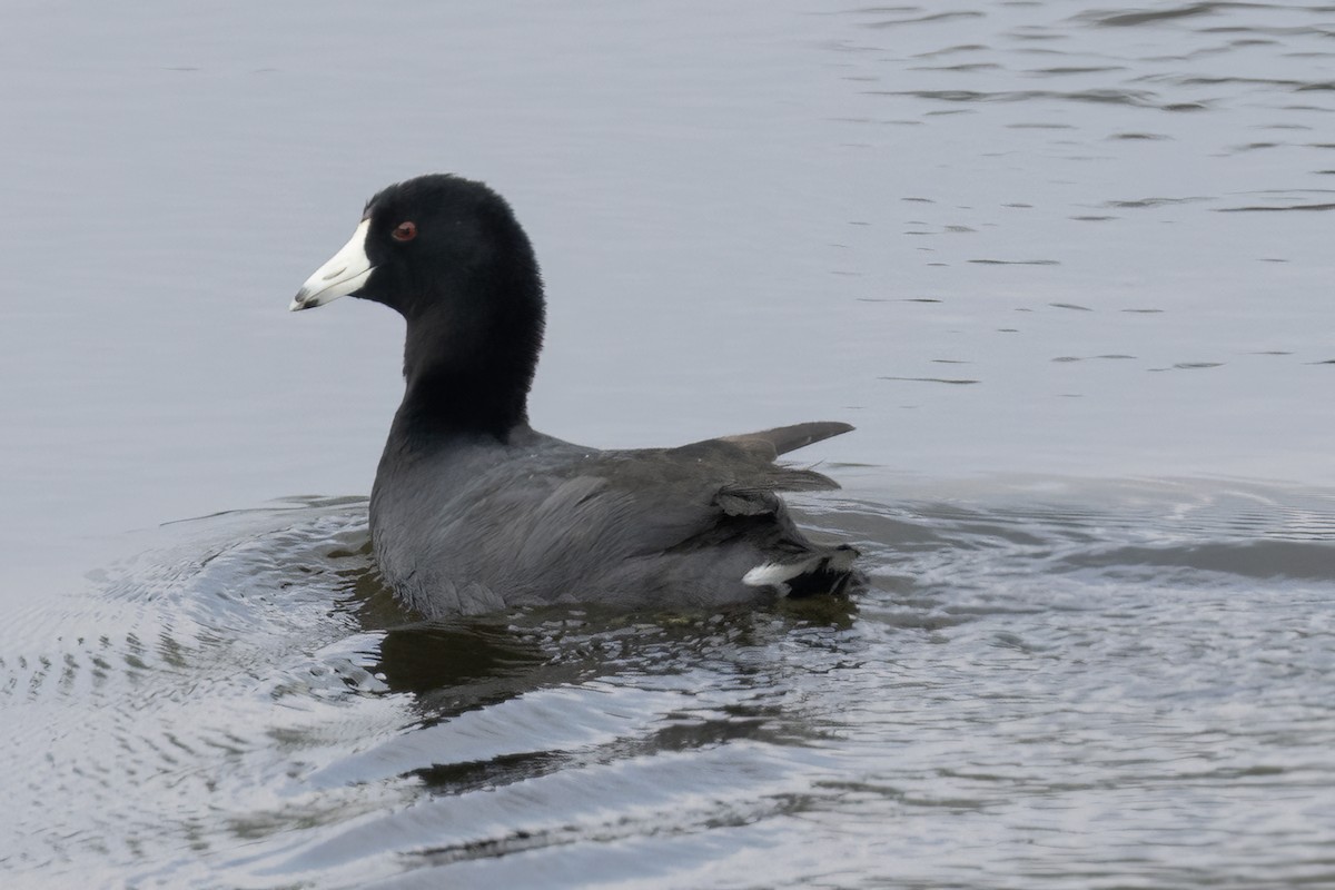 American Coot - ML611706491