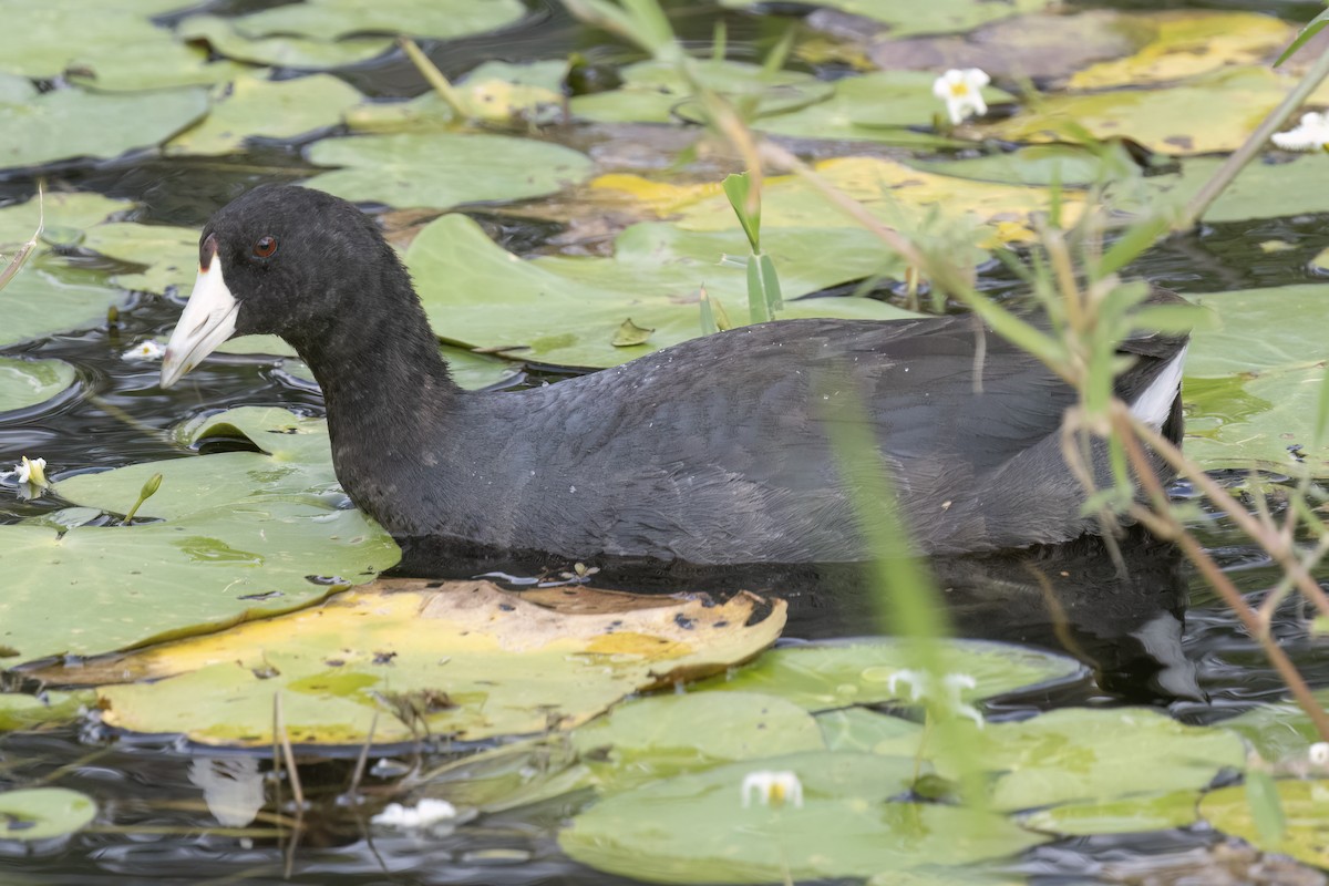 American Coot - ML611706492