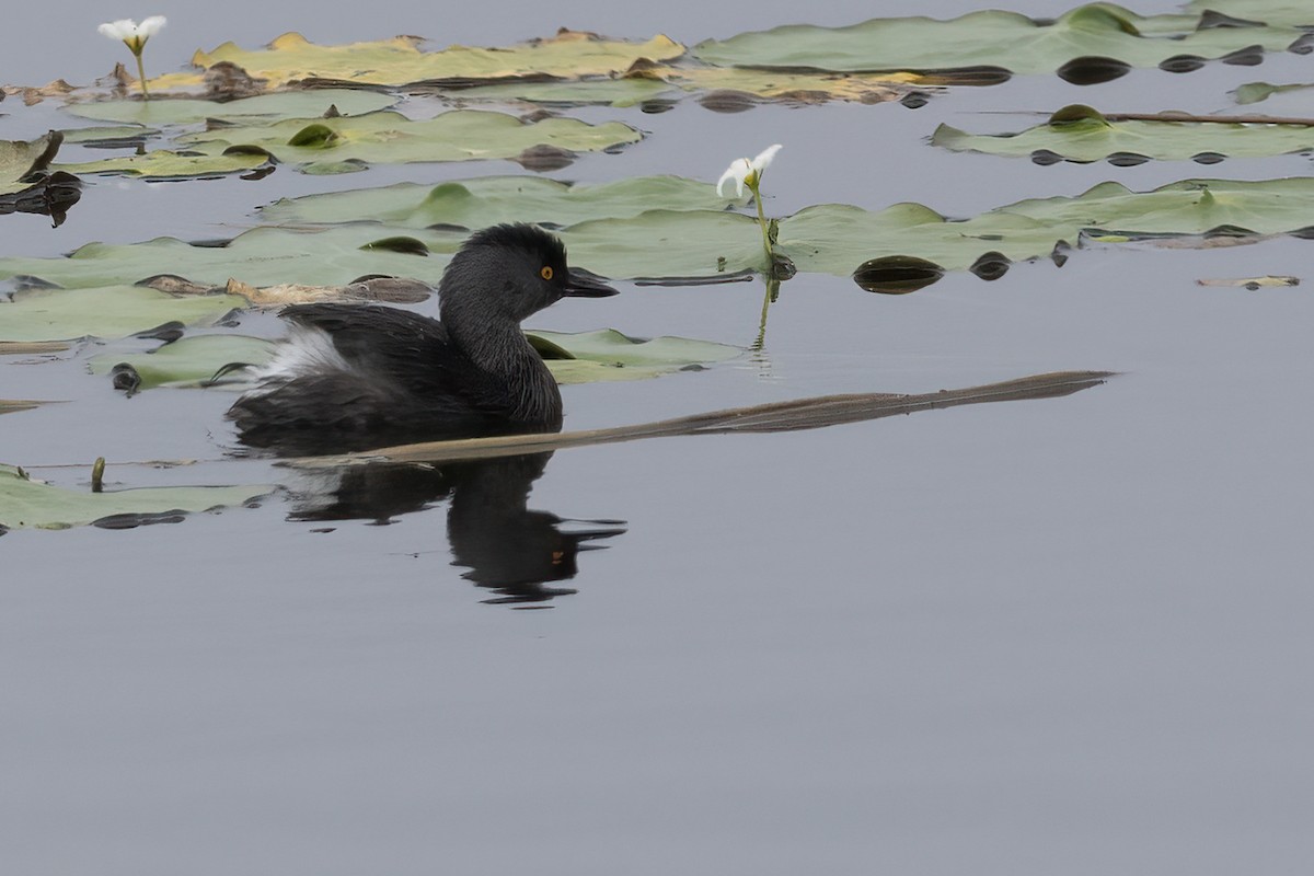 Least Grebe - Ted Keyel