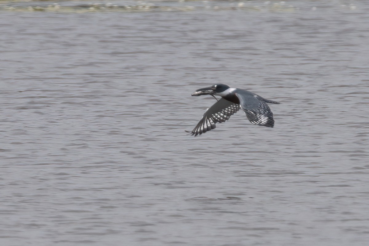 Ringed Kingfisher - ML611706506