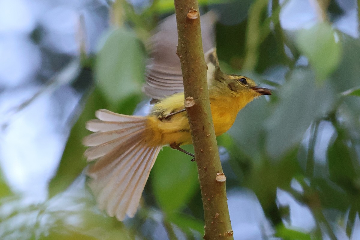 Yellow Tyrannulet - Sam Darmstadt