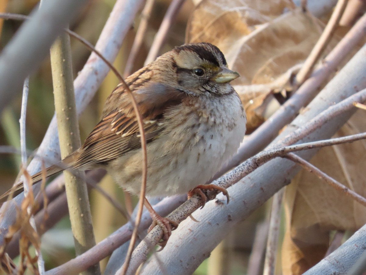 White-throated Sparrow - ML611706614