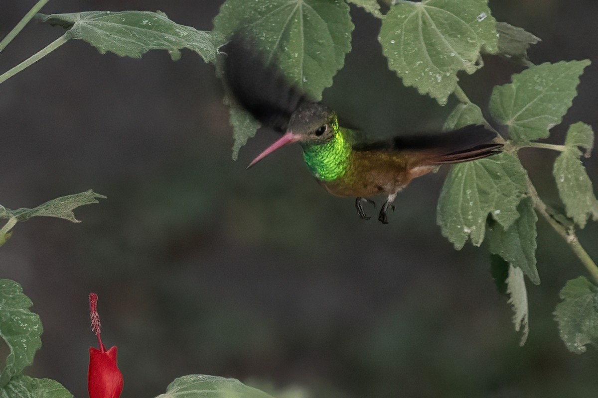 kolibřík yukatanský - ML611706669