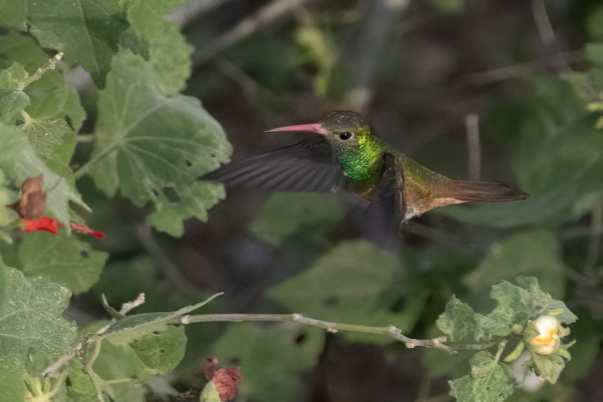 kolibřík yukatanský - ML611706670