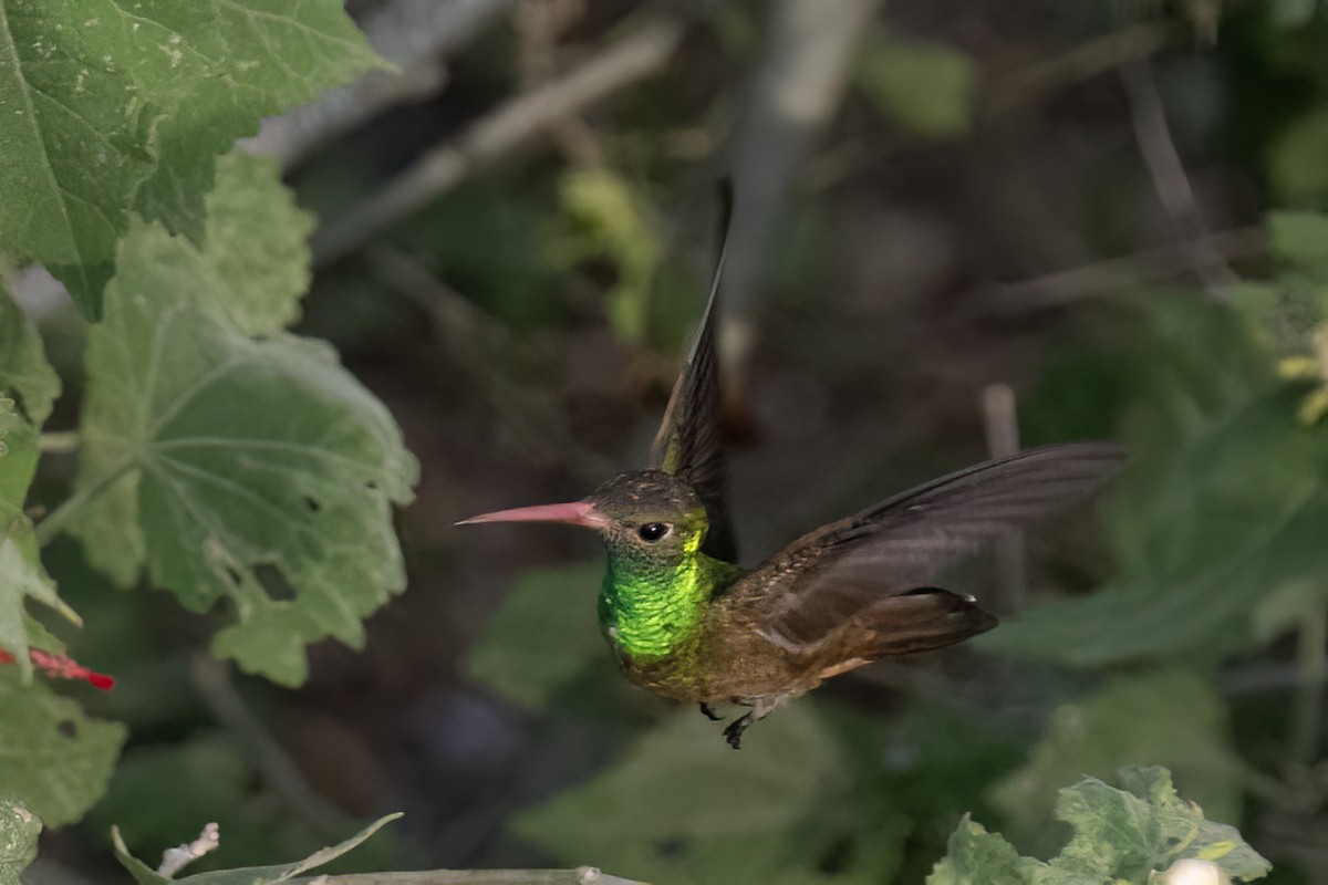 Buff-bellied Hummingbird - ML611706671
