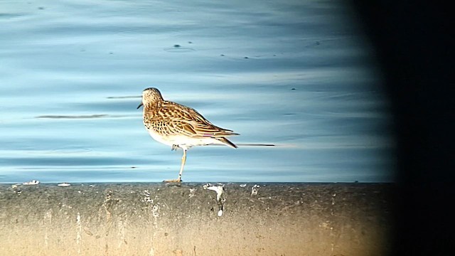 Graubrust-Strandläufer - ML611706910