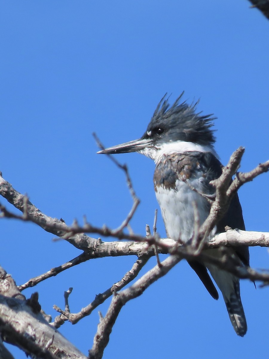 Belted Kingfisher - ML611707005