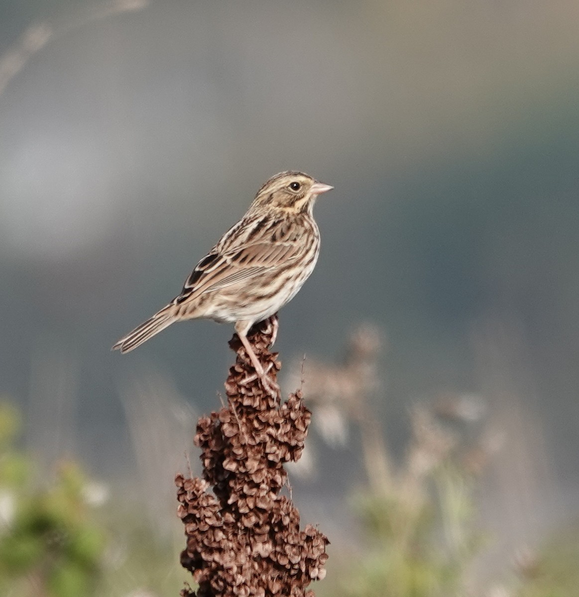 Savannah Sparrow - Patsy Skene