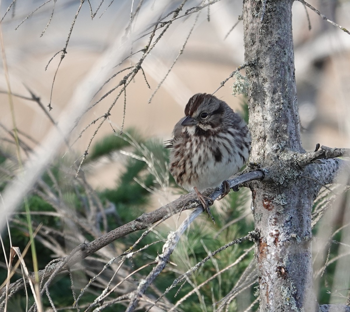 Song Sparrow - Patsy Skene