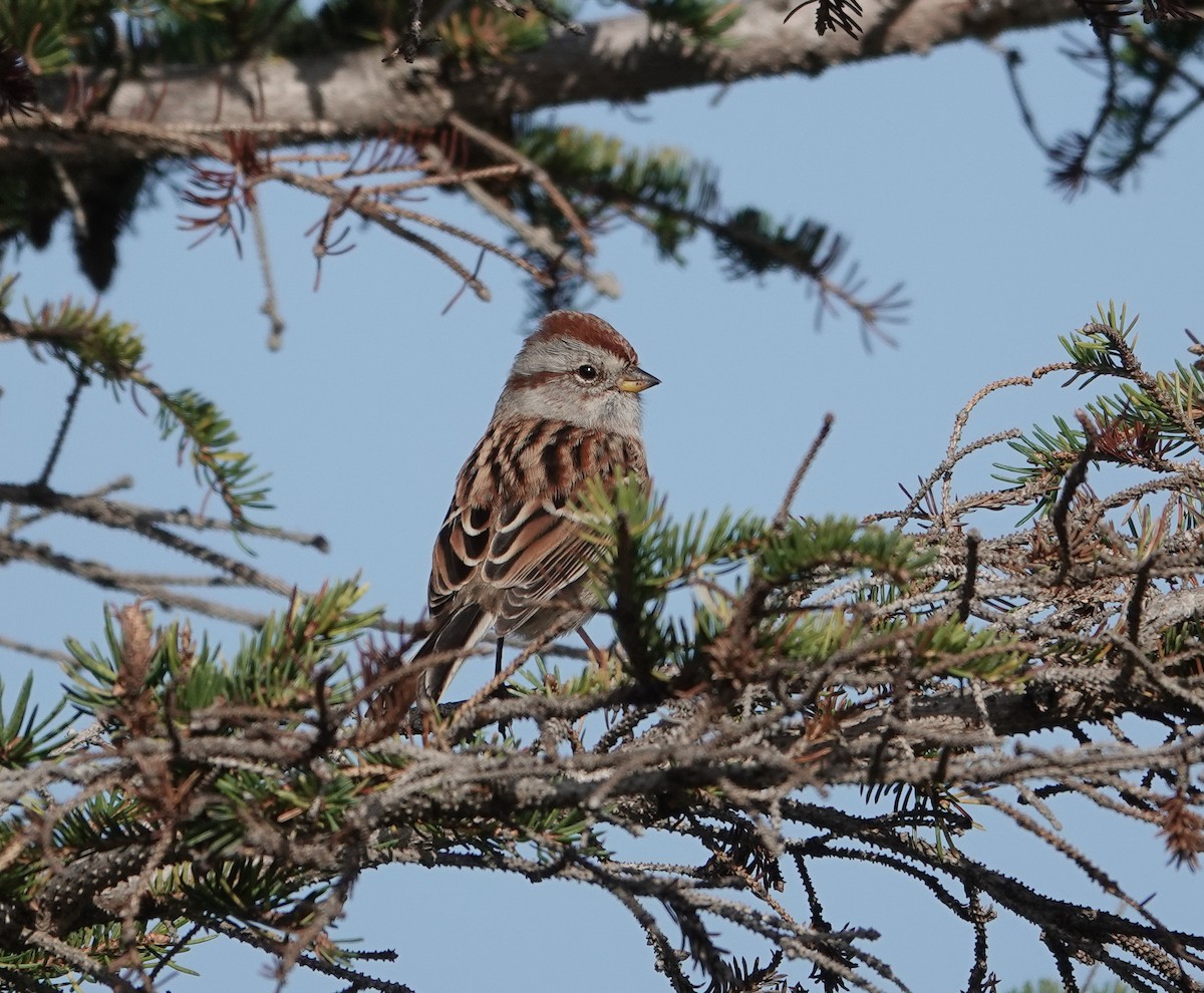 American Tree Sparrow - Patsy Skene